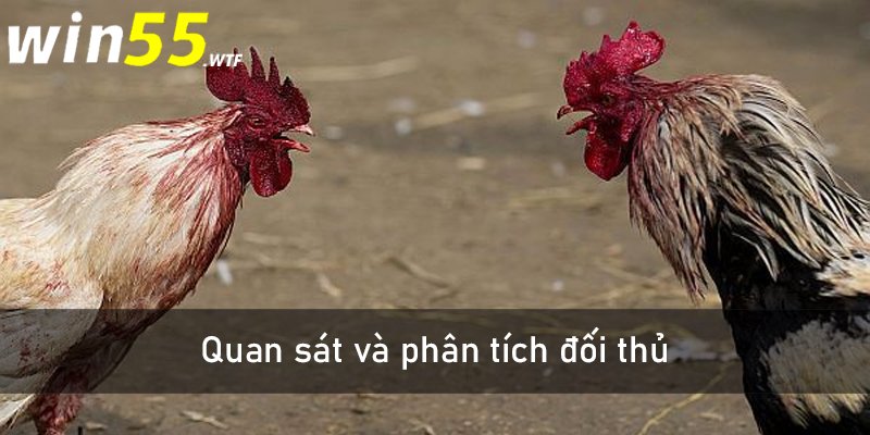 Quan sát và phân tích đối thủ